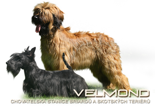 briard and scottish terrier kennel Velmond